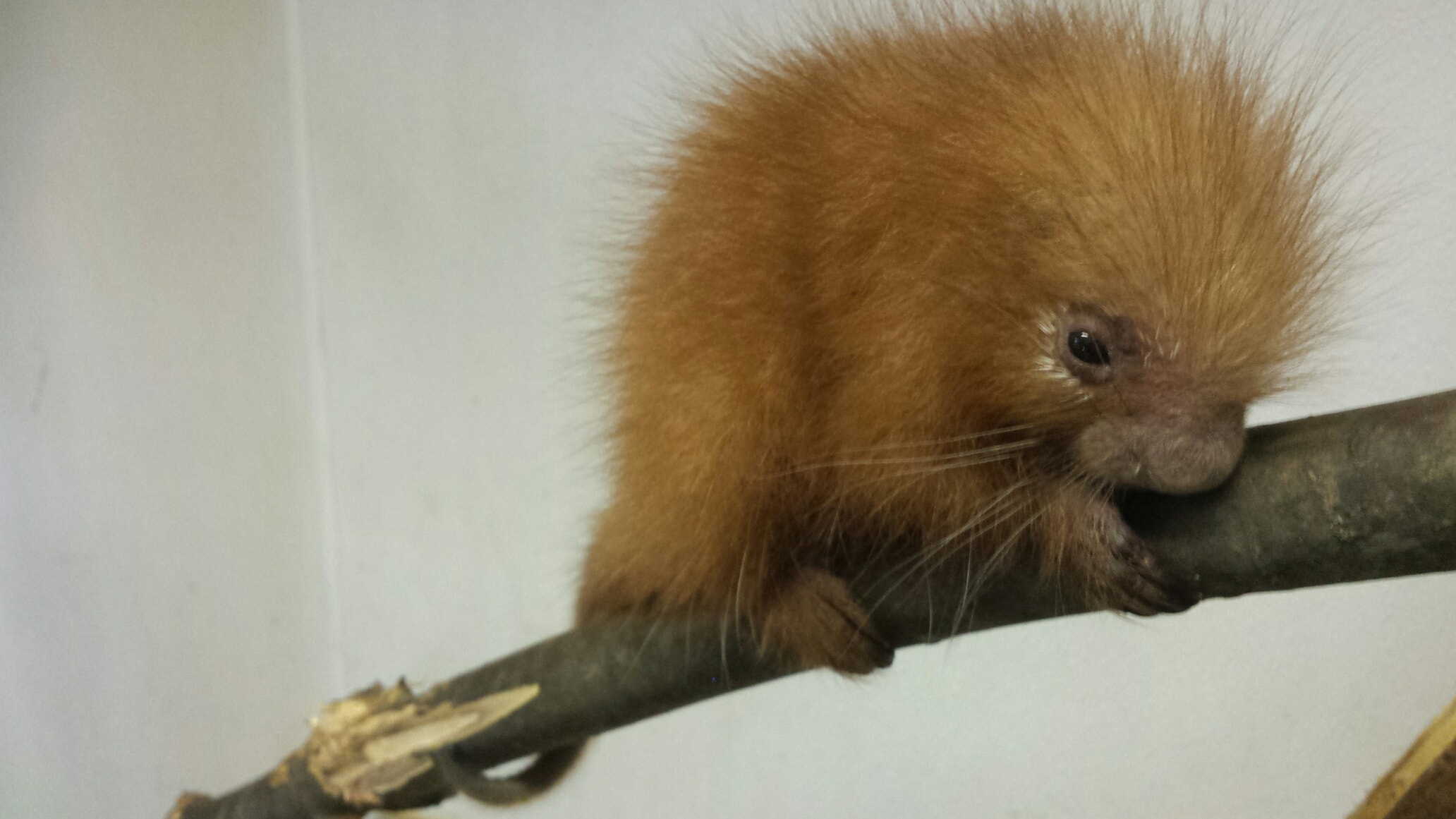 Baby Porcupine Joins Lehigh Valley Zoo Family Lehigh Valley Zoo