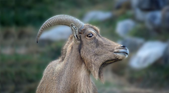 Kordofan Aoudad