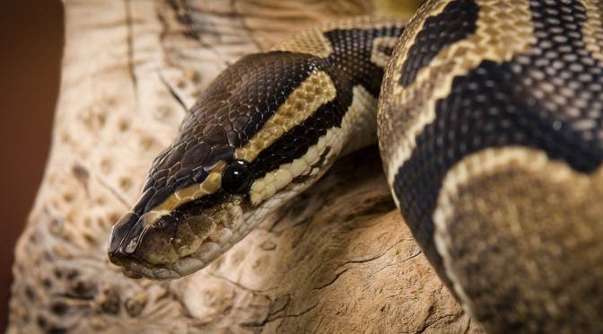 Ball Python