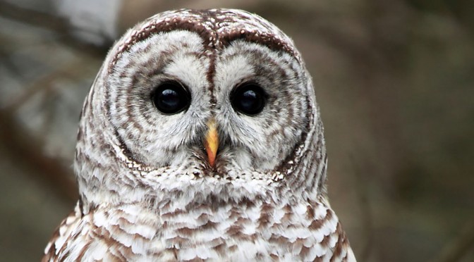 Barred Owl