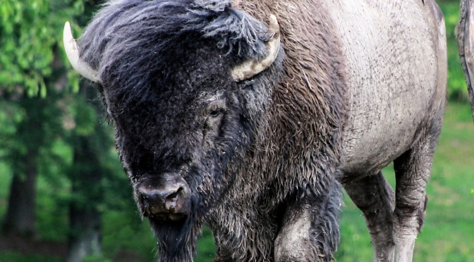 Plains Bison