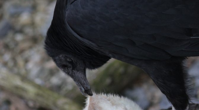 Black Vulture