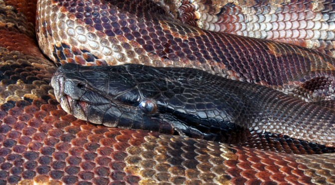 Blood Python