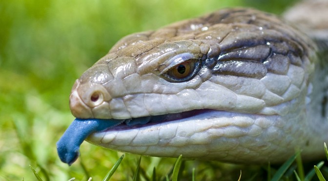 Blue Tongued Skink