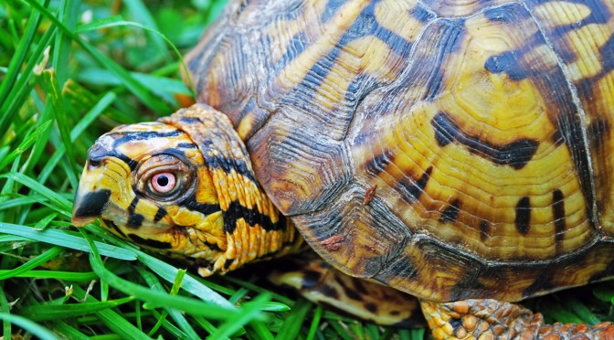 Eastern Box Turtle