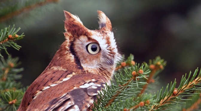 Eastern Screech Owl