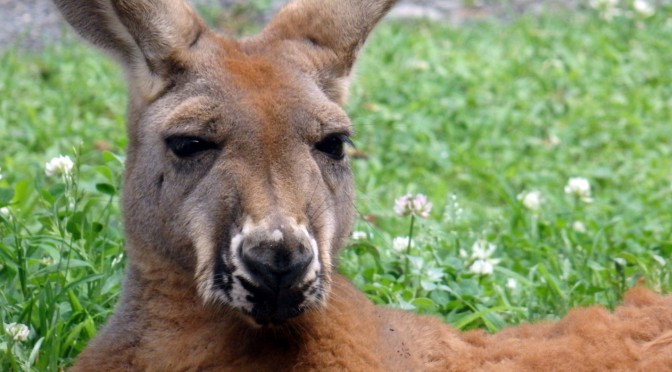 Red Kangaroo