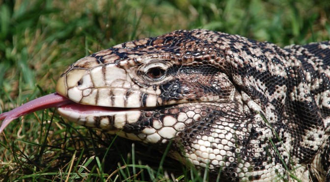 Argentine Black and White Tegu