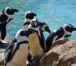 African Penguins