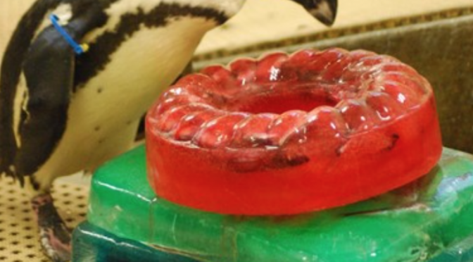 Penguin transplanted to Lehigh Valley Zoo already has a friend!