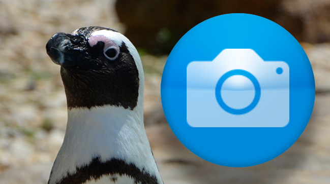 Penguin Cam is now online!