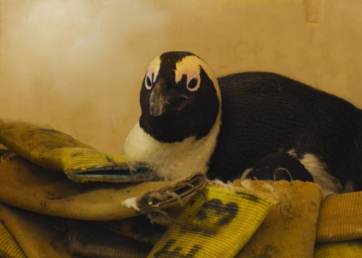 Lehigh Valley Zoo announces two penguin eggs have been laid