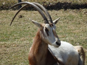 LV Zoo Cheers as Scimitar Horned Oryx Make Conservation History