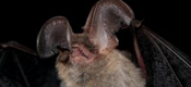 Threatened Northern Long-Eared Bat Release at Lehigh Valley Zoo