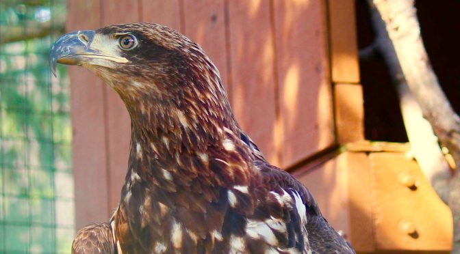 Lehigh Valley Zoo Becomes New Home to Rescued Bald Eagle
