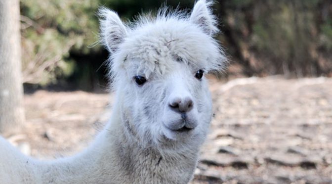 Alpaca