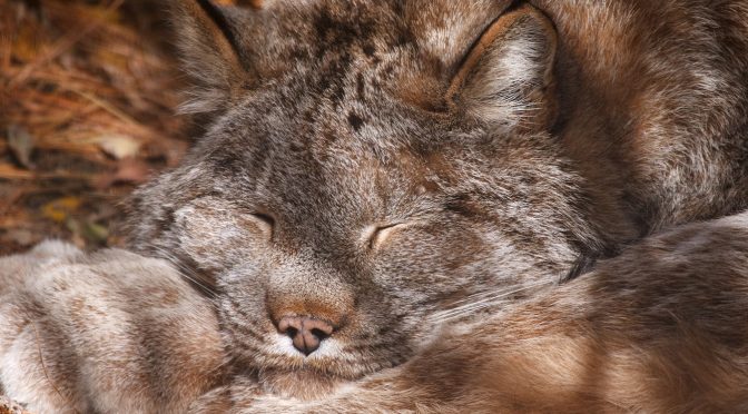 Canada Lynx