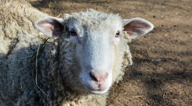 Dorset Sheep