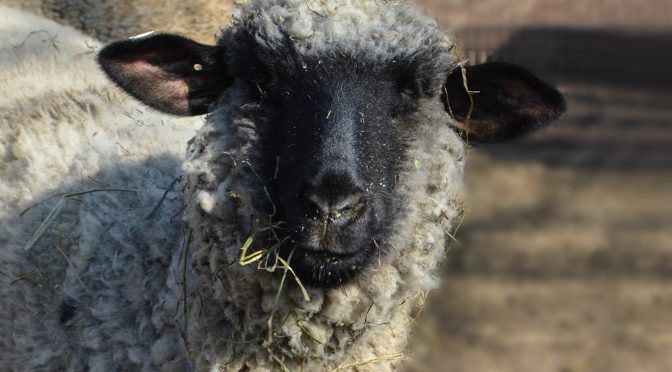 Hampshire Sheep