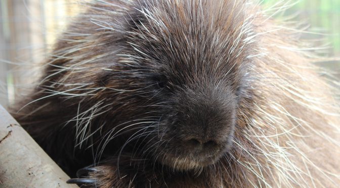 North American Porcupine