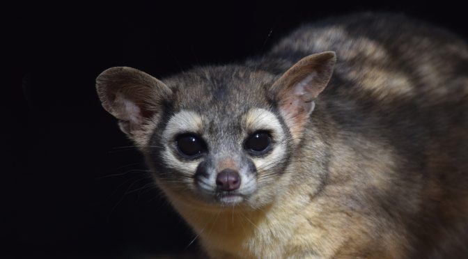 Ringtail