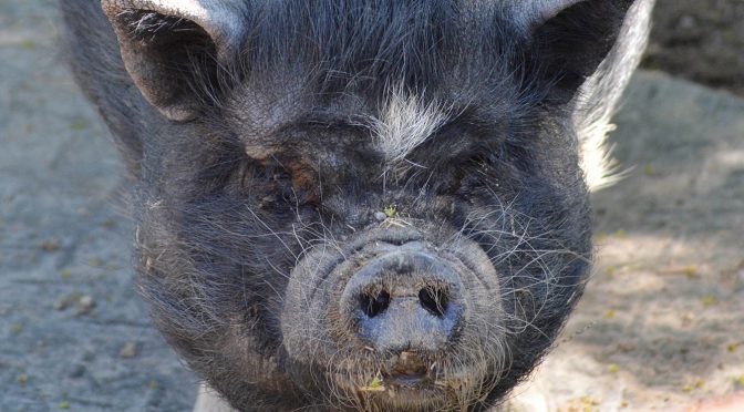 Vietnamese Pot-Bellied Pig