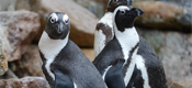 AZA Zoos Along East Coast Brace for Contagious Highly Pathogenic Avian Influenza (HPAI)