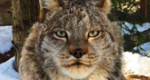 Elderly Lynx Passes Away at Lehigh Valley Zoo