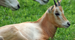 Critically Endangered Antelope Born at Lehigh Valley Zoo