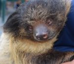 Ambassadors in Action