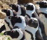 Life Inside the Colony: The Penguins of Lehigh Valley Zoo