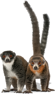 Photo or two mongoose lemurs