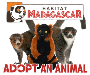 Image of two mongoose lemurs with the lemur plush from our Adopt An Animal program. Above the lemurs is the Habitat Madagascar logo, and below is the text "Adopt An Animal"