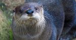 NA River Otter, Naya, Recovering from Successful Procedure