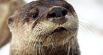 Lehigh Valley Zoo Mourns Loss of North American River Otter, Naya