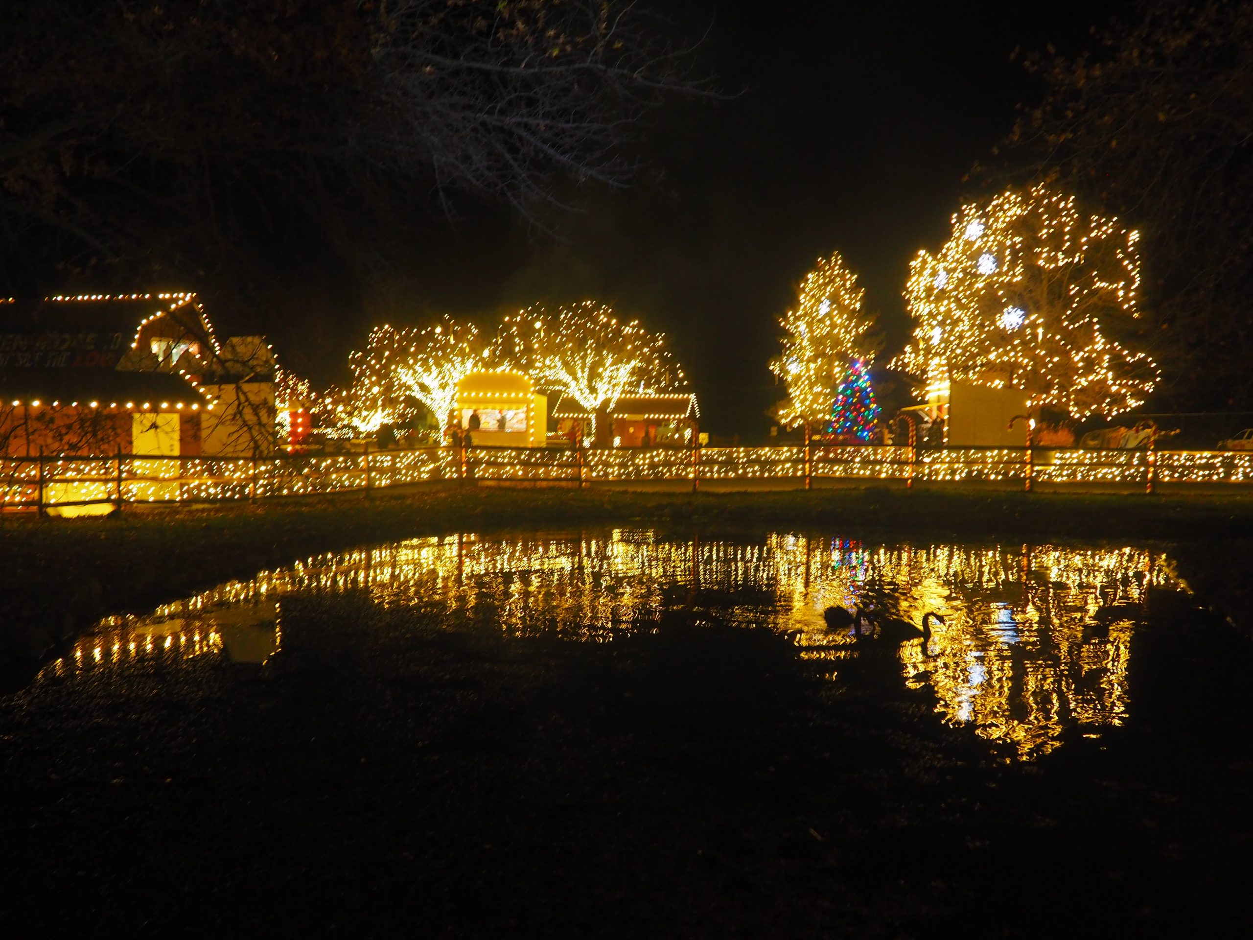 Illuminated farm area of the Zoo during Winter Light Spectacular