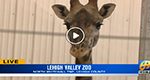 WFMZ’s Ali Reid visits LVZoo for Party for the Planet