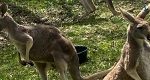 Kangaroos temporarily relocated to Tammar Wallaby exhibit