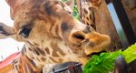 Lehigh Valley Zoo Welcomes New Masai Giraffe