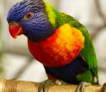 Protecting Our Flock