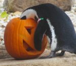 Oh My Gourd…It’s Pumpkin Season!