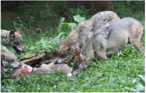 Mexican Gray Wolves feeding on an animal carcass
