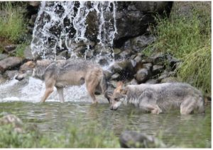 Mexican Gray Wolves wading through water
