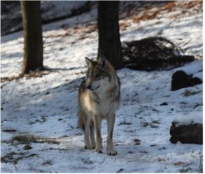 Mexican Gray Wolf in the snow