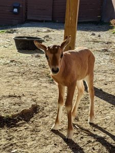 Scimitar-horned oryx calf "Eclipse"