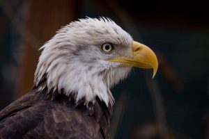 Photo of a Bald Eagle at Lehigh Valley Zoo