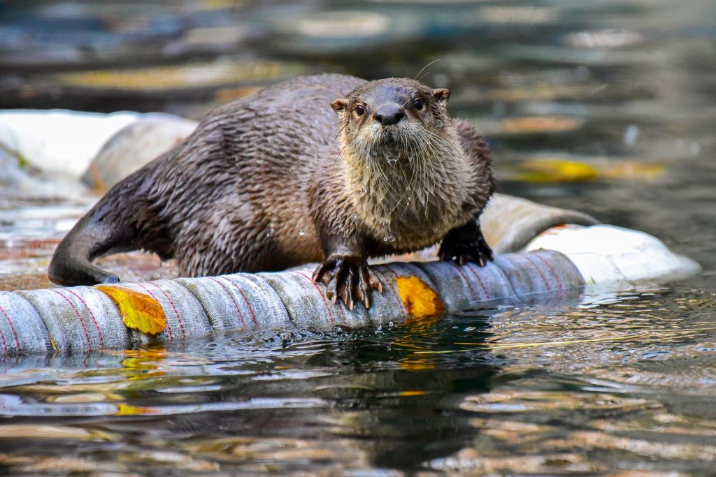 Piper, the North American River Otter. Photo courtesy of The Maryland Zoo.