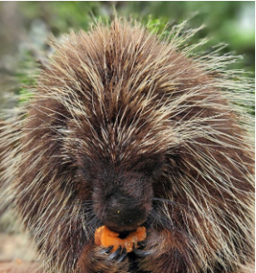 Photo of Gavin, the North American porcupine