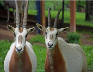 Photo of two scimitar horned oryx