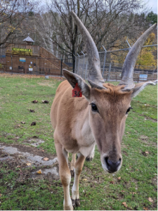 Photo of Code, the common Eland